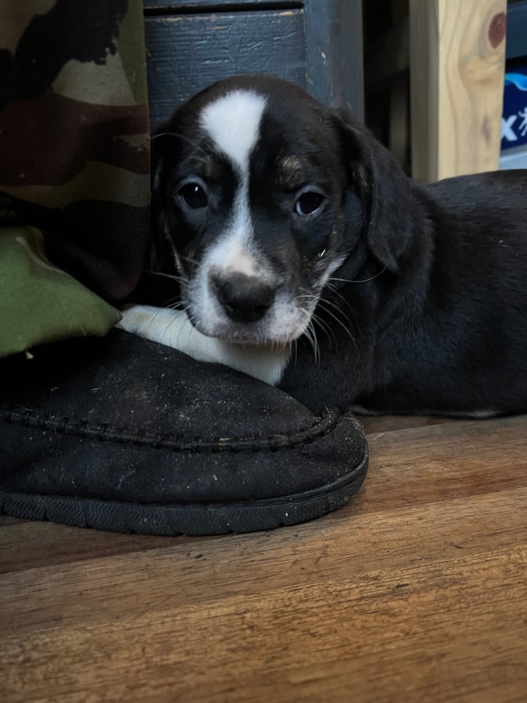 Old Tyme English Bulldog x Sproodle Puppy - Girl