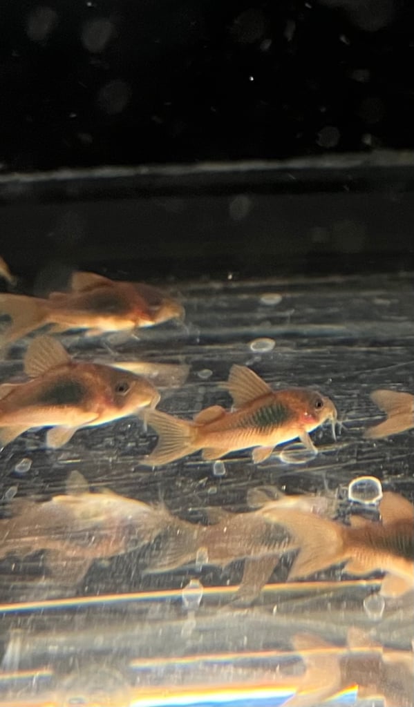 Bronze Corydoras (£1 FLASH SALE), Gold Laser Corydoras, Red Cherry Shrimp available - Tropical Fish