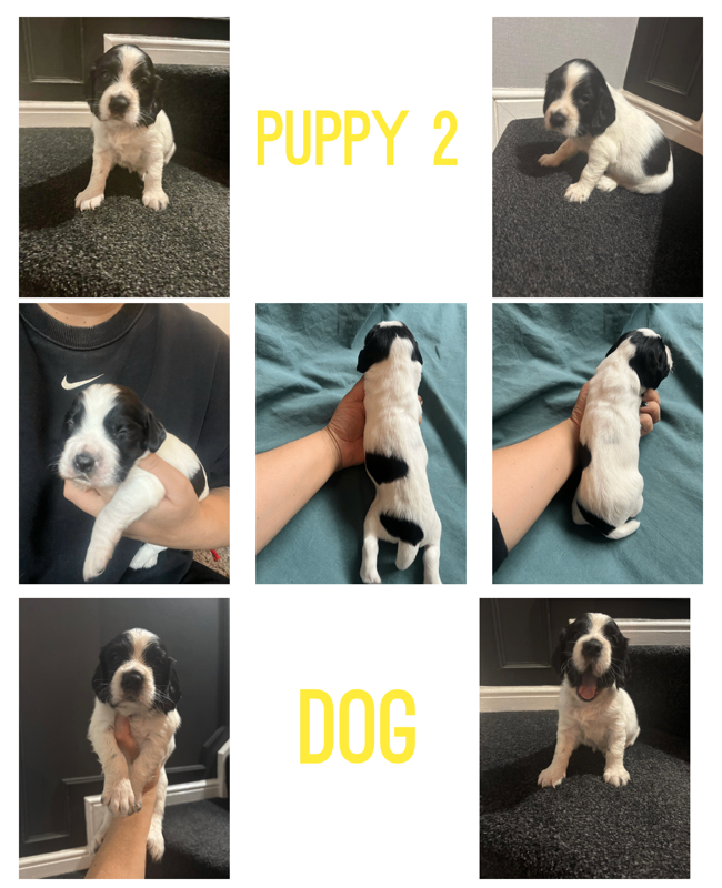 Pups for sale