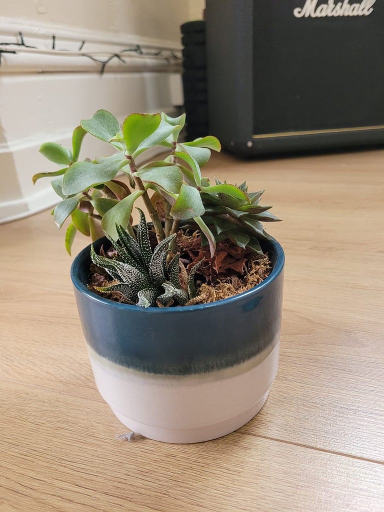 Succulent plants