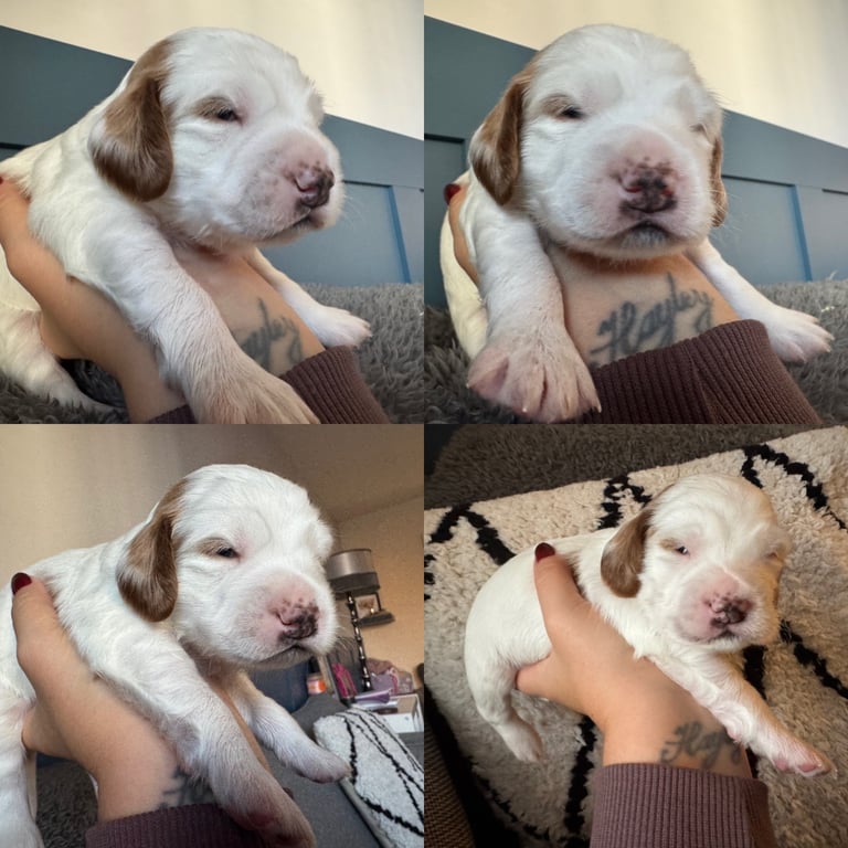 Gorgeous F2b Cockapoo puppies ready to reserve