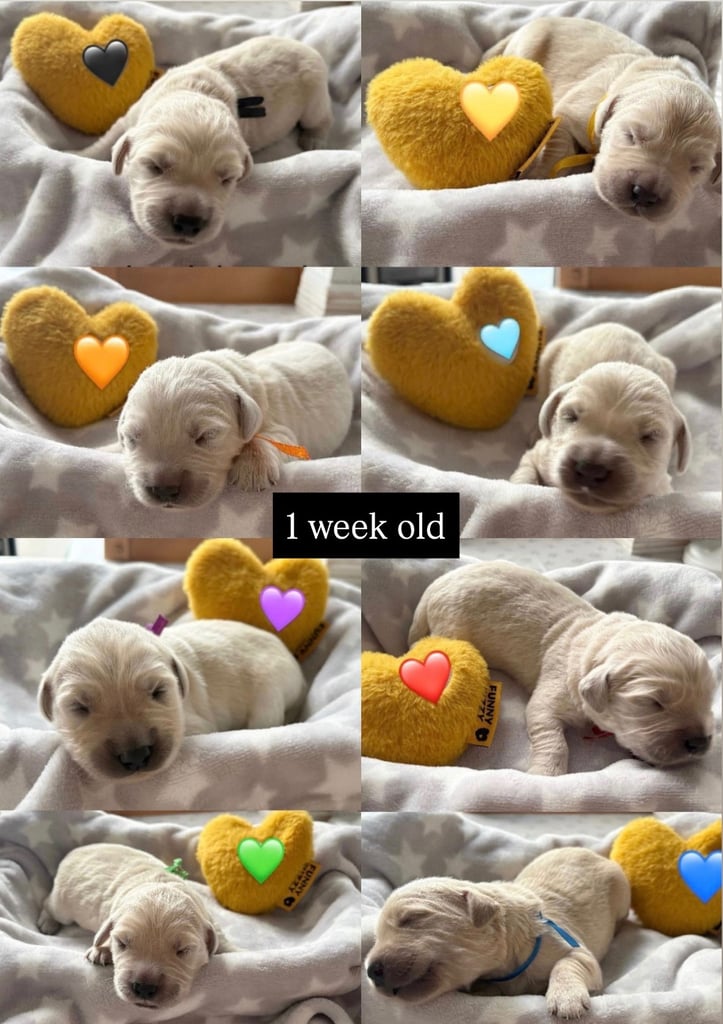 Golden Retriever puppies for sale 