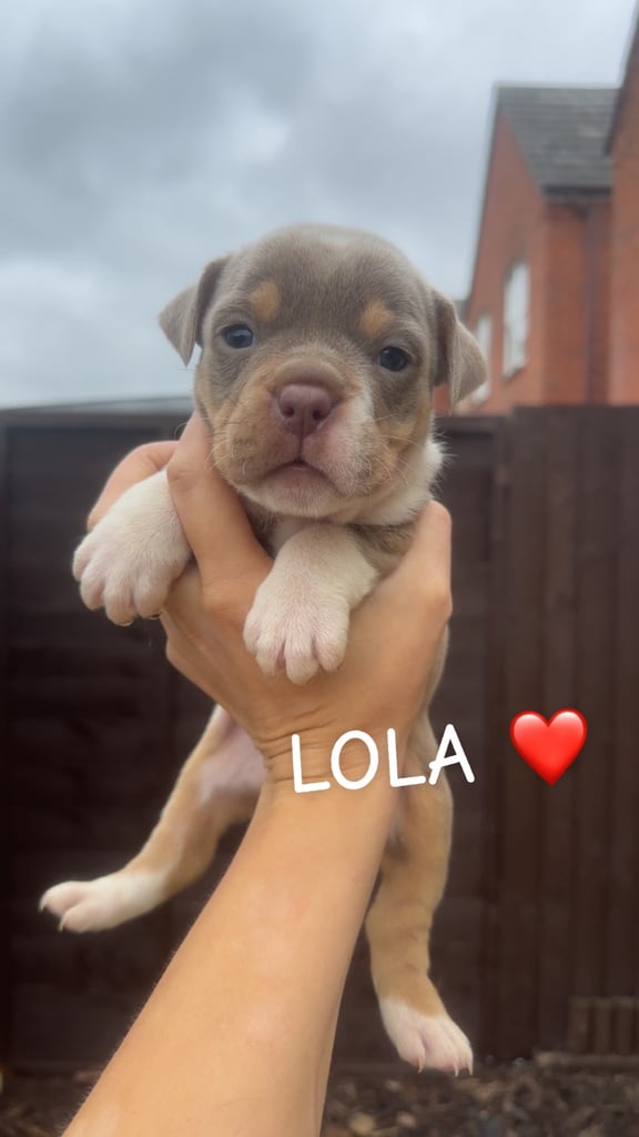 image for Olde English bulldogge 
