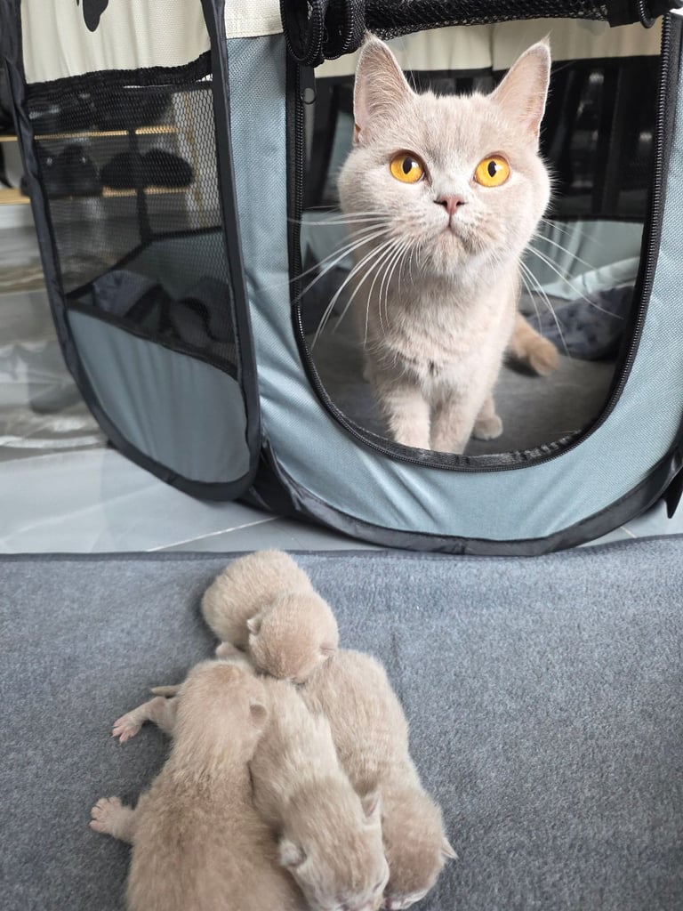 Brown and Lilac British Shorthair kittens