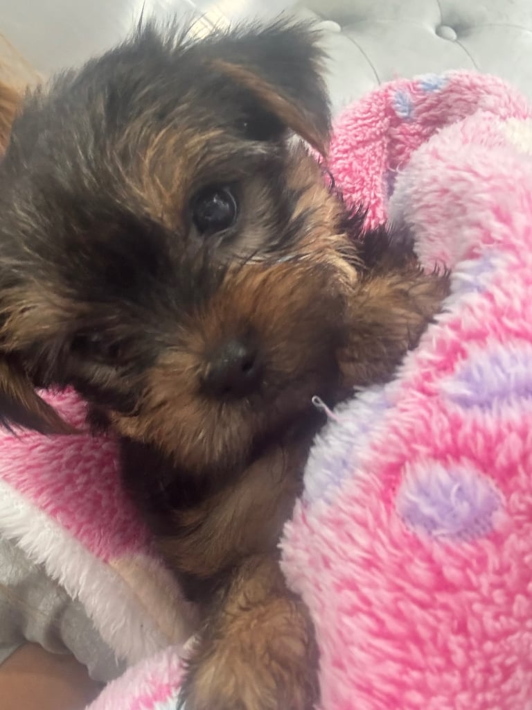 Miniature Yorkshire terrier