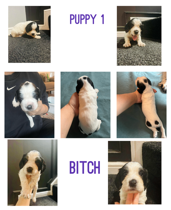 Pups for sale