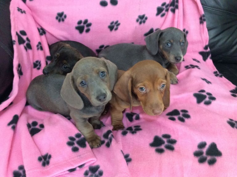 miniature dachshund 