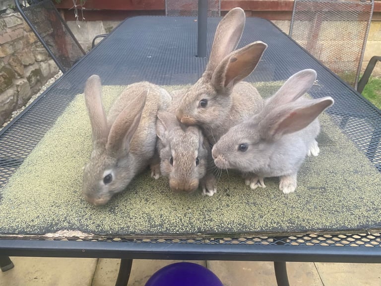 Baby continental giant rabbits