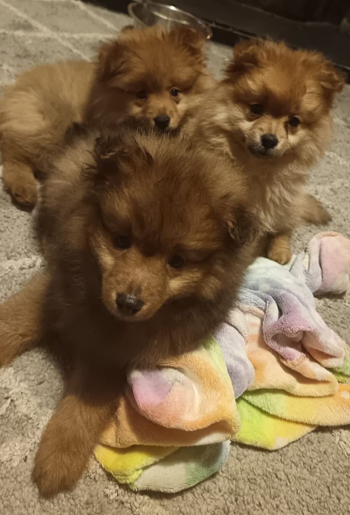 Pomeranians