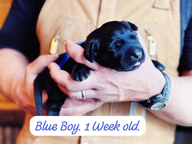 Labrador Retriever Puppies Available Now