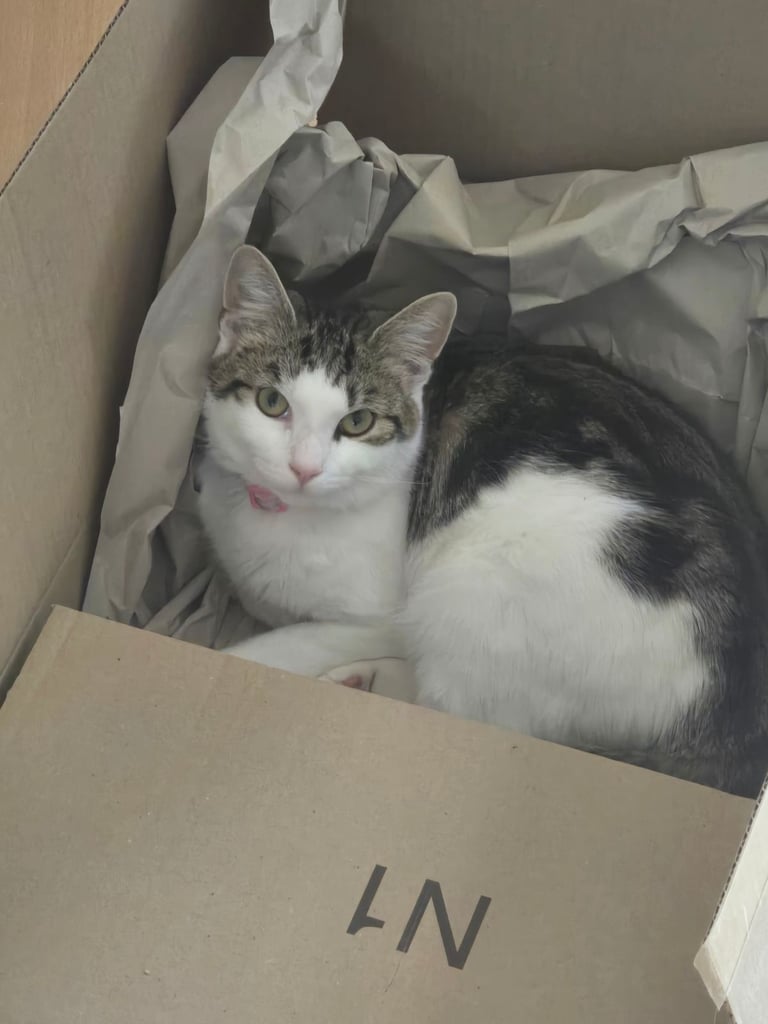 6 month old female kitten for sale *price can be discussed*