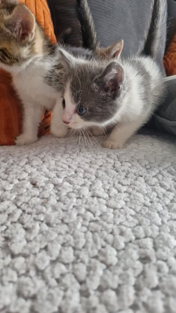 8 week old kittens 