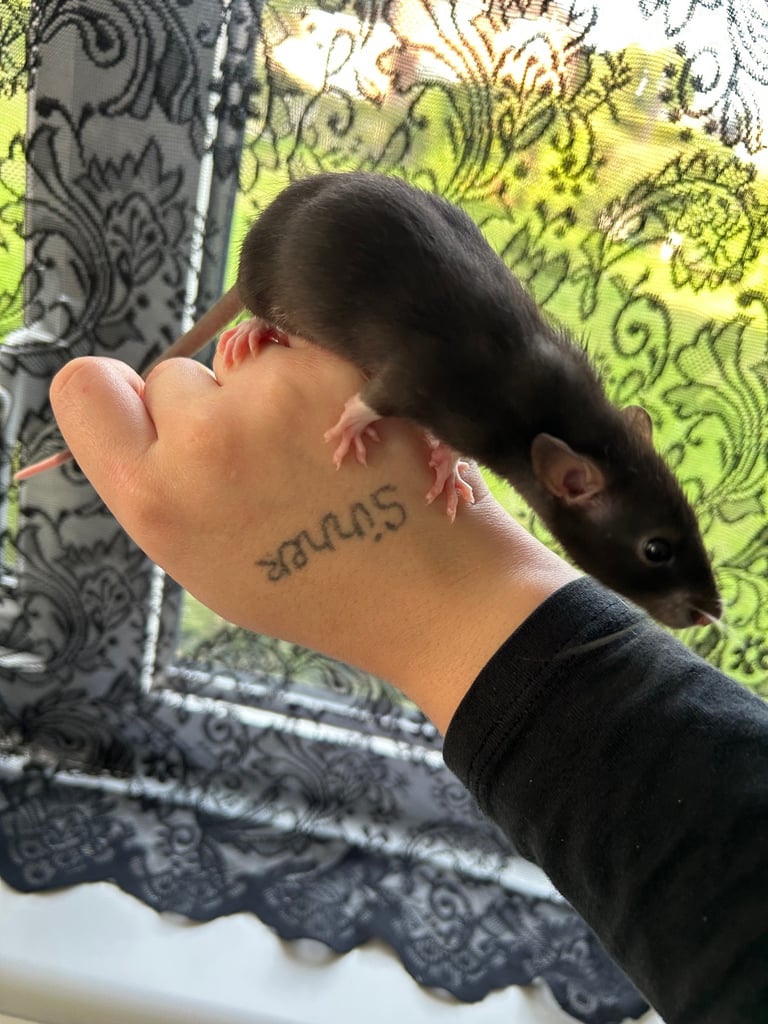 7 female baby rats