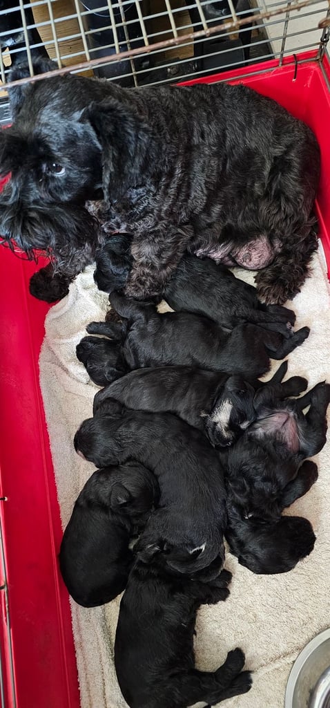 image for Miniature Schnauzer Puppies - 7 Adorable Girsl waiting for a loving forever homes. 
