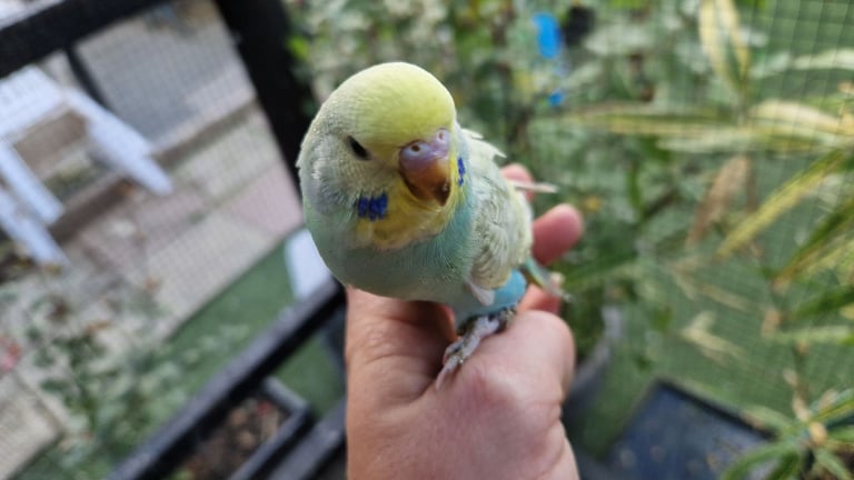 2x baby budgies £50 each