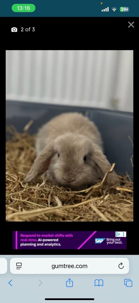 Lop rabbit