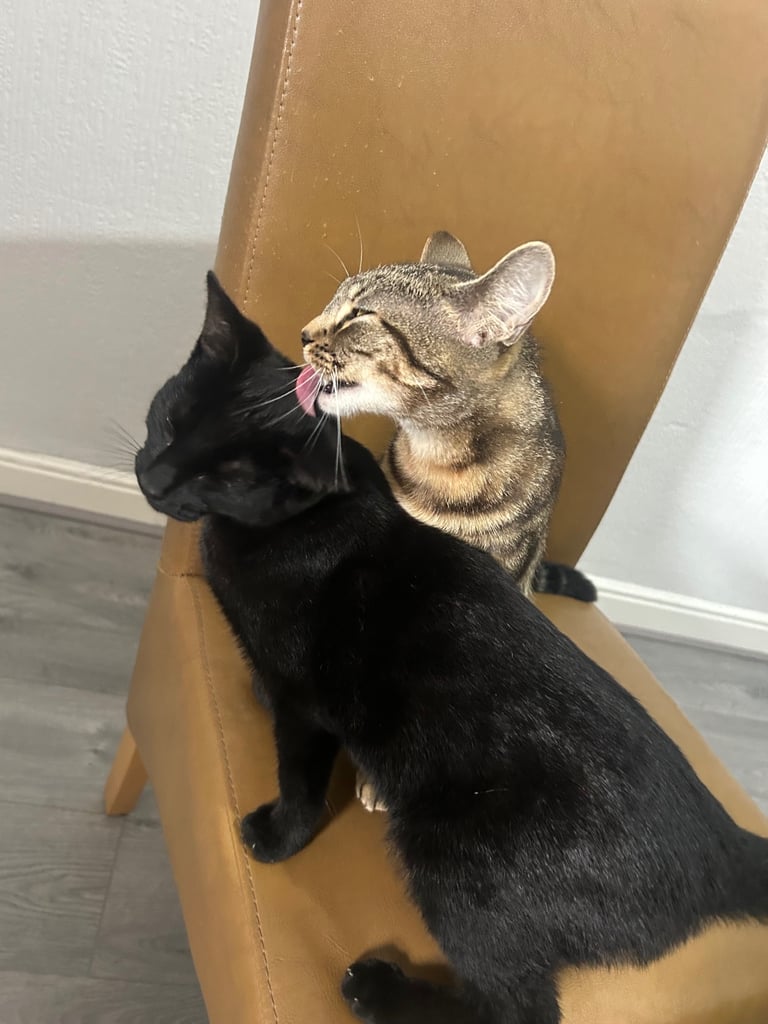 Need to go urgently. Female and male cat 