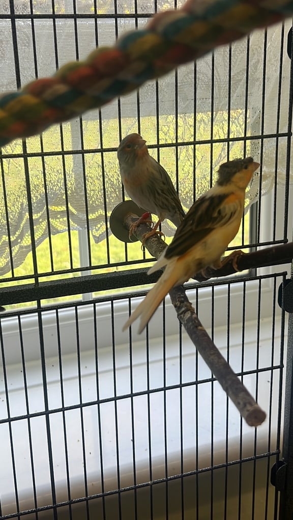 Mixed canaries for sale!