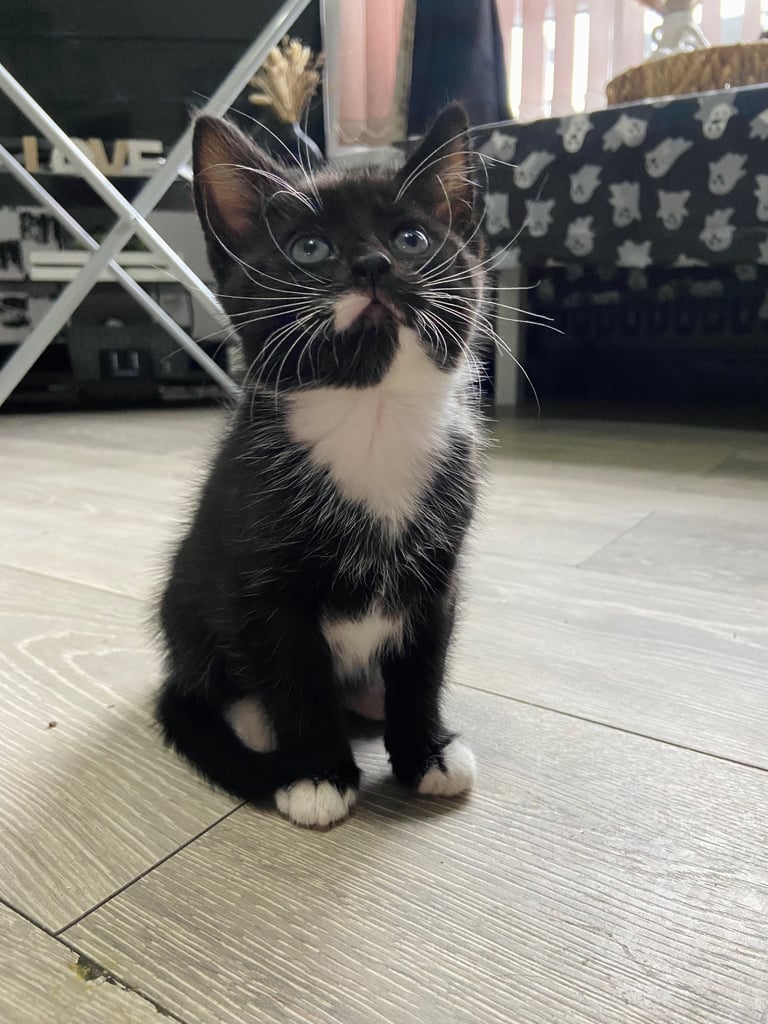 Beautiful kittens ready for there new homes 