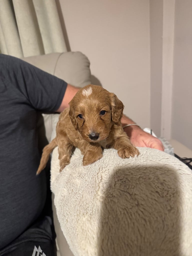 Stunning f1b cockapoo pup