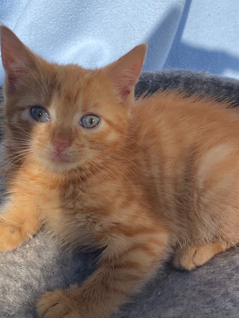 ginger, cream & grey calico mixed kittens 