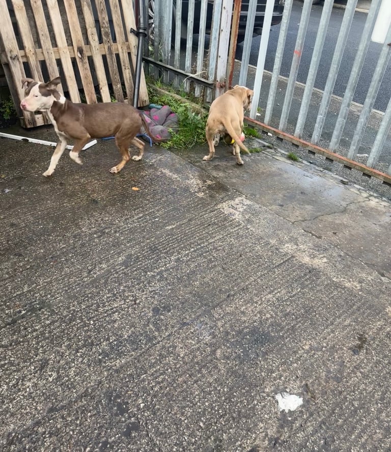 American bully Cross breed 