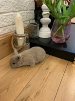 Baby 🐇 rabbits 2 for £50