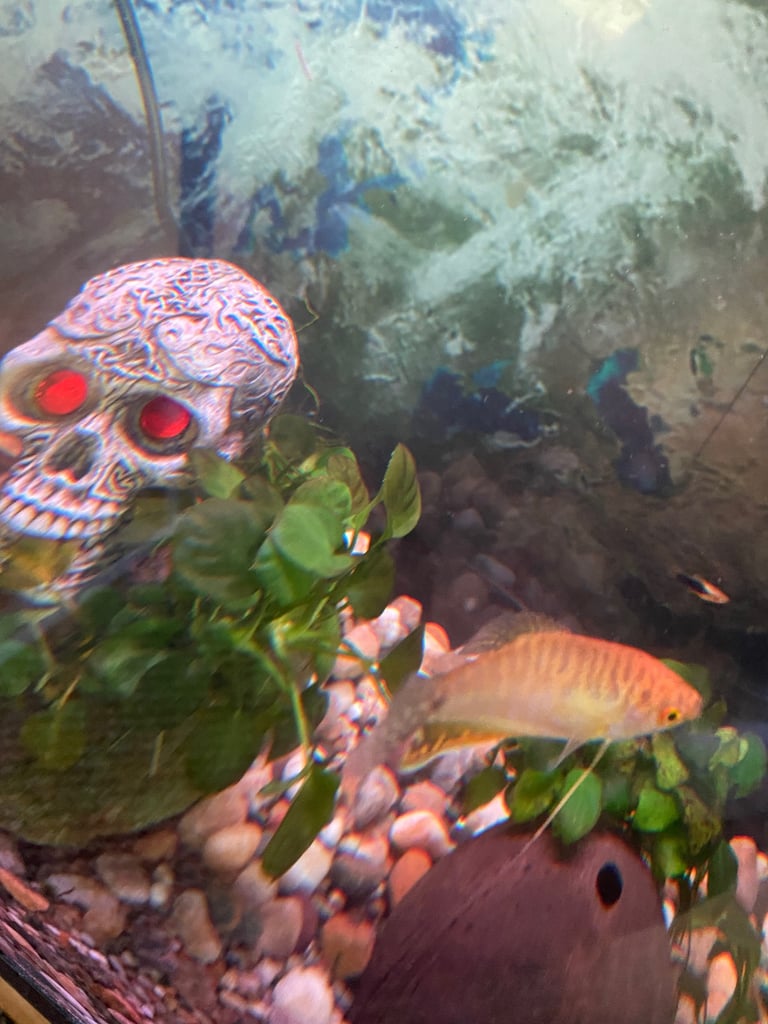 Aquarium with fish