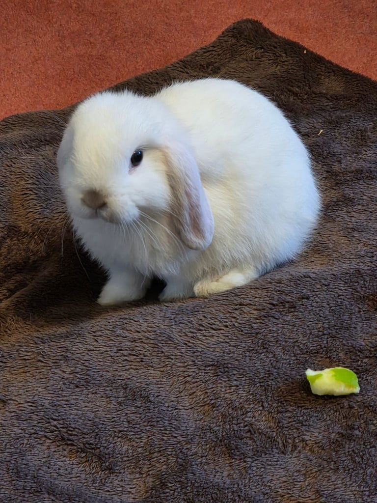Baby mini lop rabbits