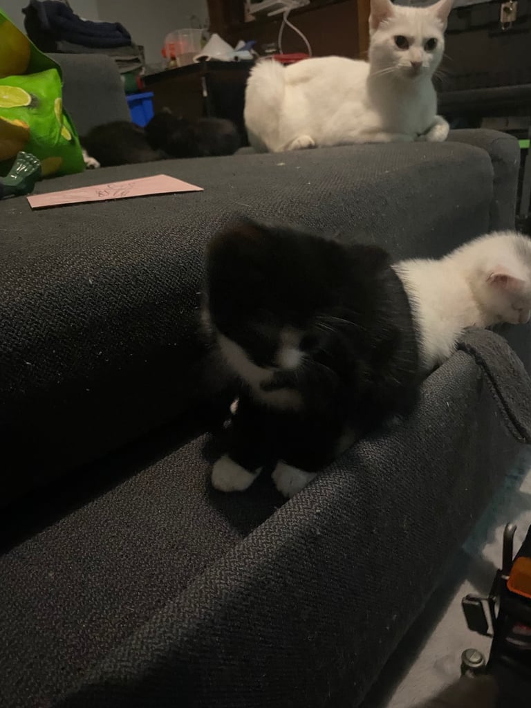  kittens ready now 