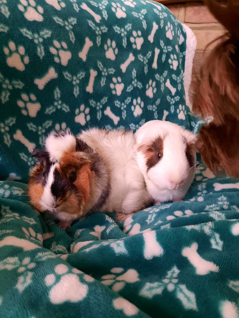 Guinea pigs for sale