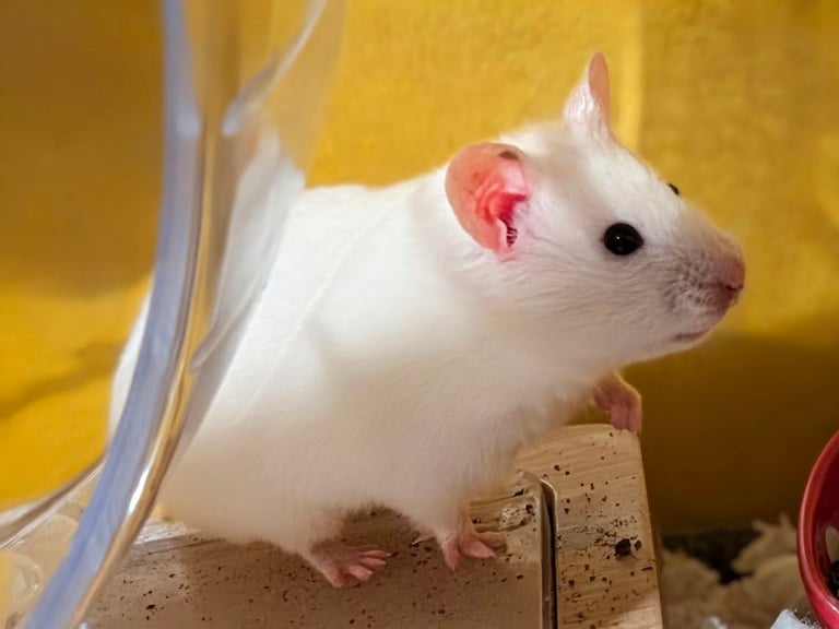 UPDATED 20/10/25 - Female Syrian Hamster For Adoption 