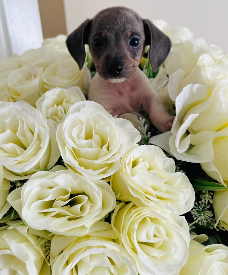 Miniature dachshund ONLY 3 left 