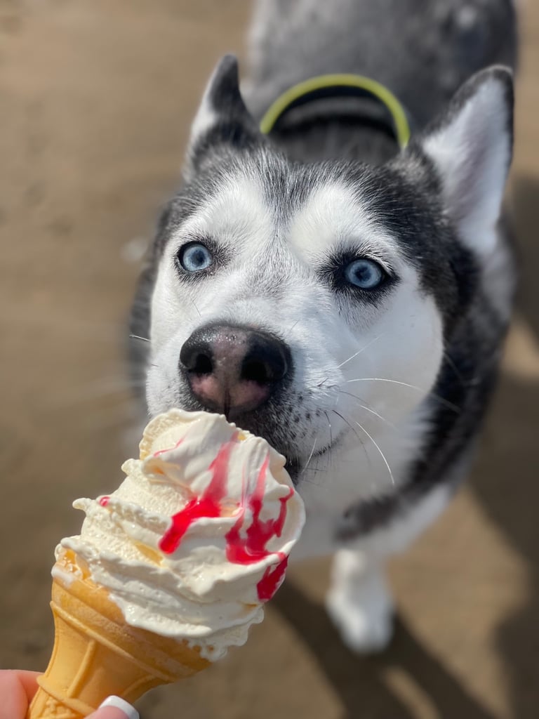Siberian husky 