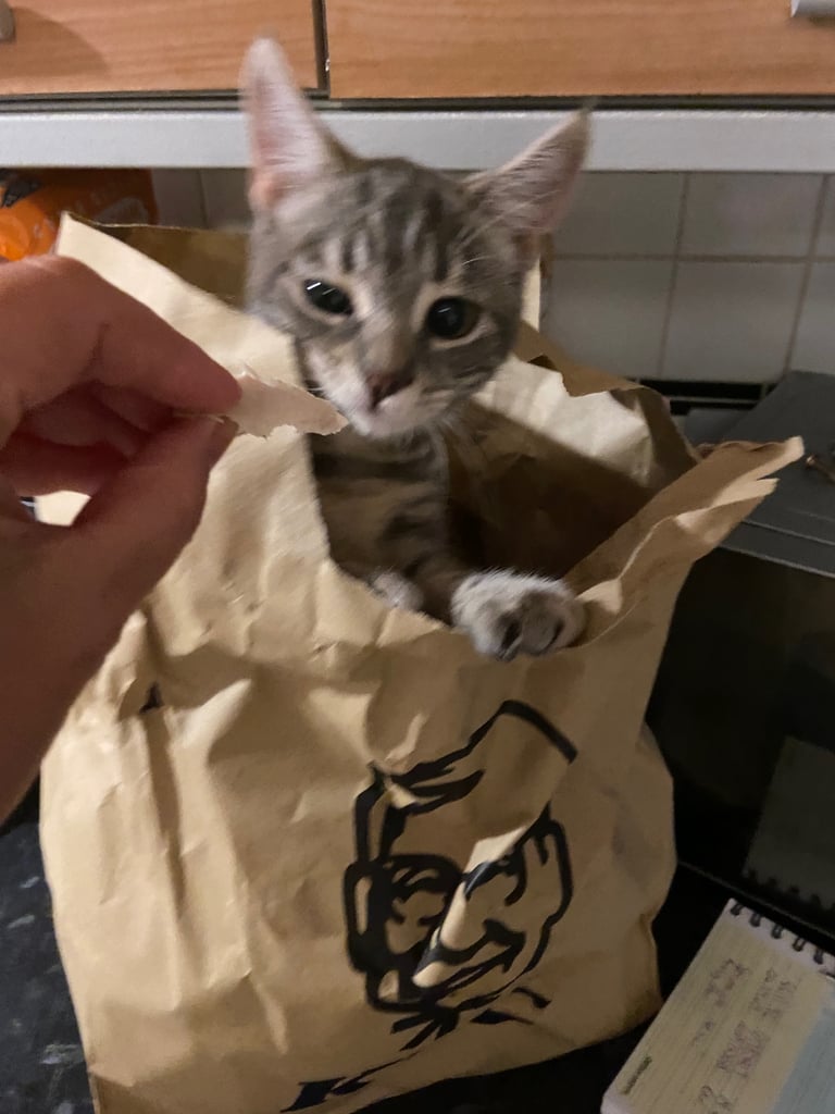 Stunning grey tabby kitten