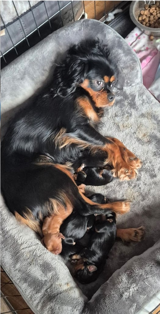 1 Cute Cavalier King Charles Puppy
