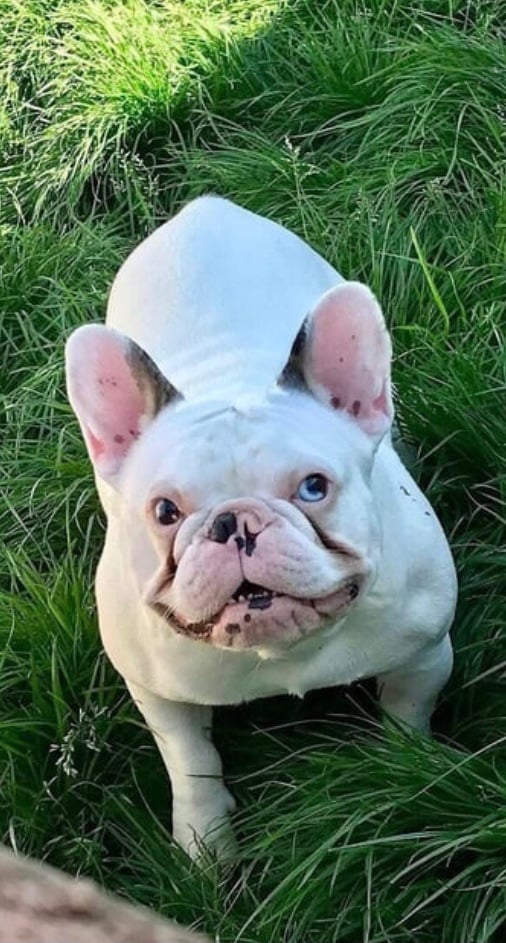 French bulldog puppies 