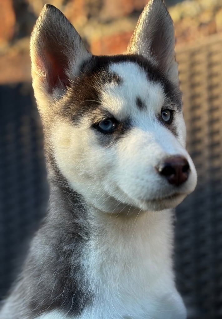 Siberian husky puppies 