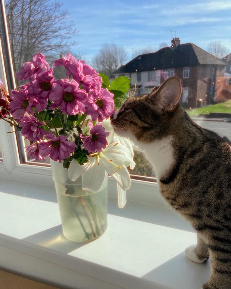 Cat for sale
