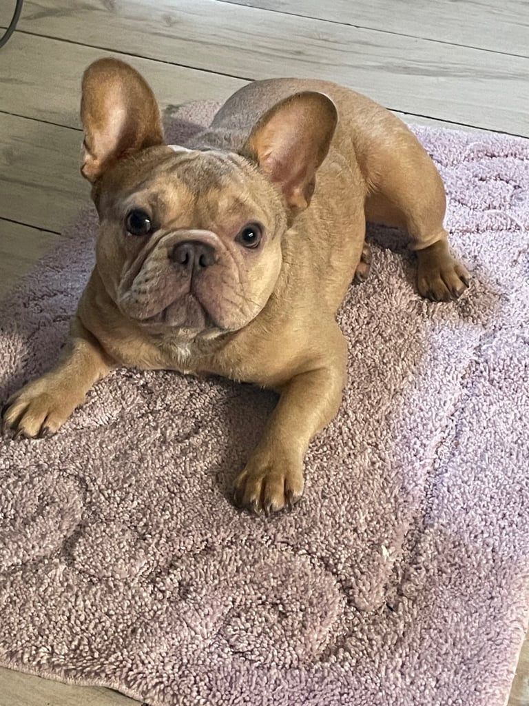 French bulldog
