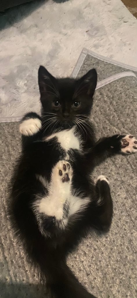  kittens ready now 