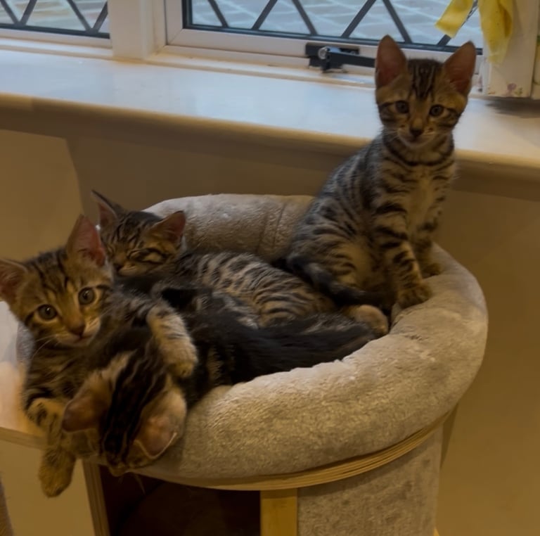 Absolutely Adorable Bengal Kittens Healthy, Playful, Cuddly, Ready to go from 8th Nov