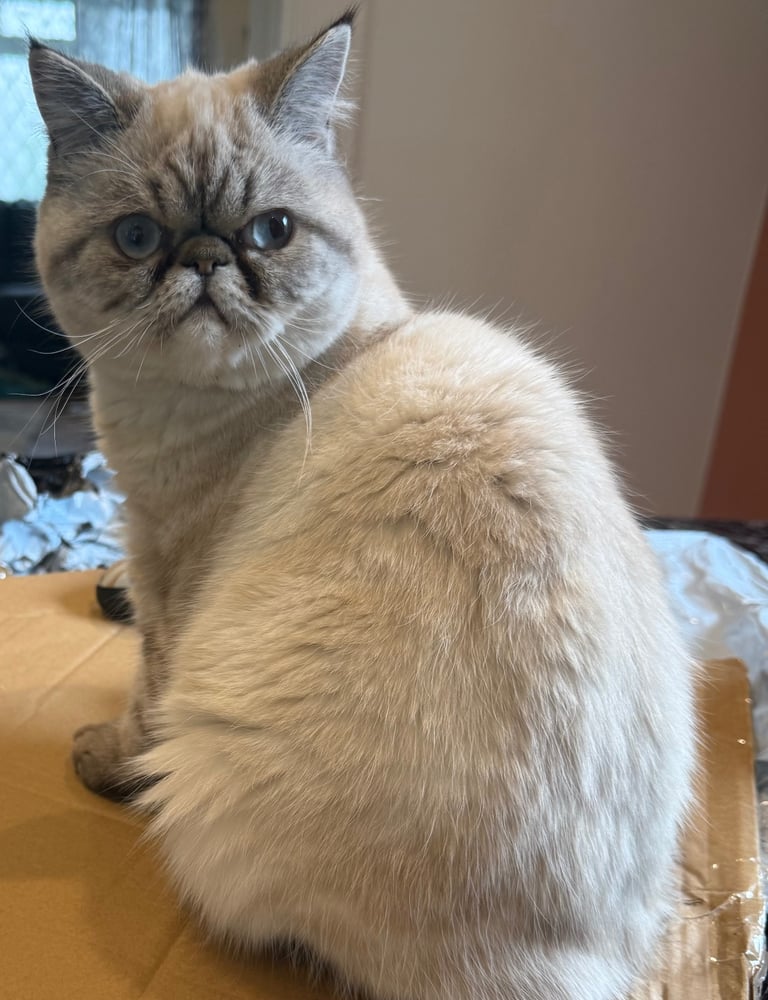 Lovely tabby colour point 