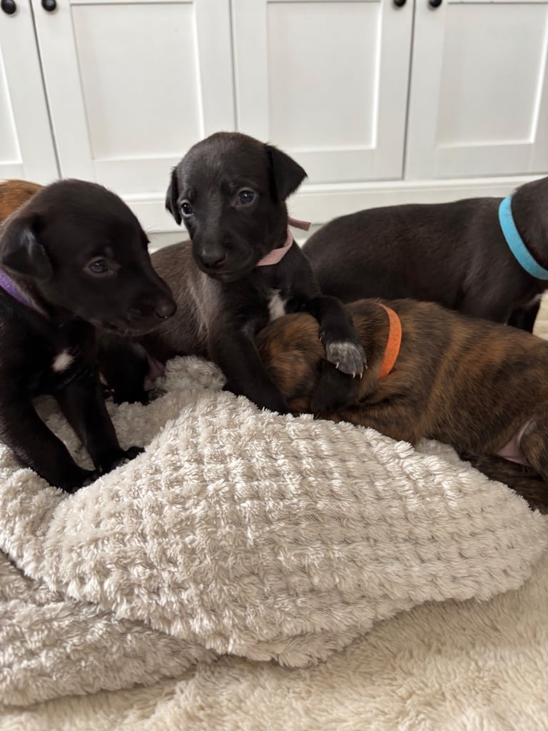 Pharaoh hound x whippet puppies 