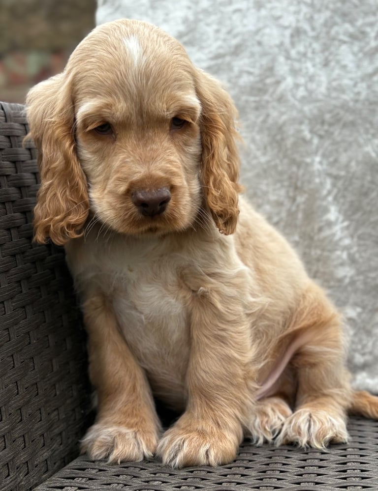 Show cocker spaniels