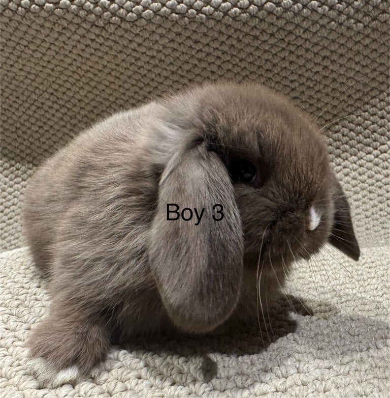 Mini-lop-rabbits Pets Gumtree