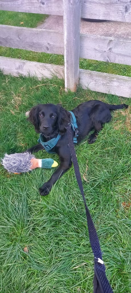 Cocker Spaniel Puppy 