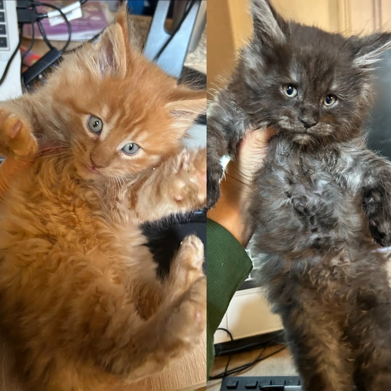 XL Main Coon Kittens ready soon for sale 