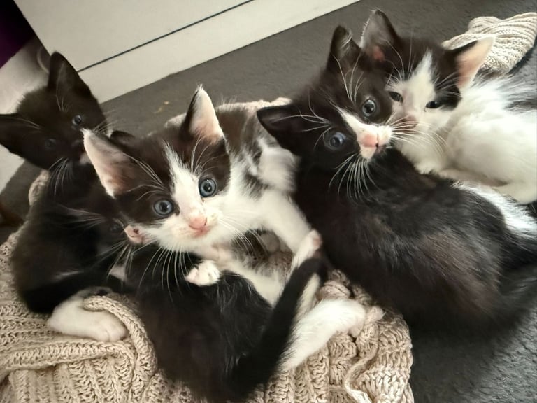 Kittens