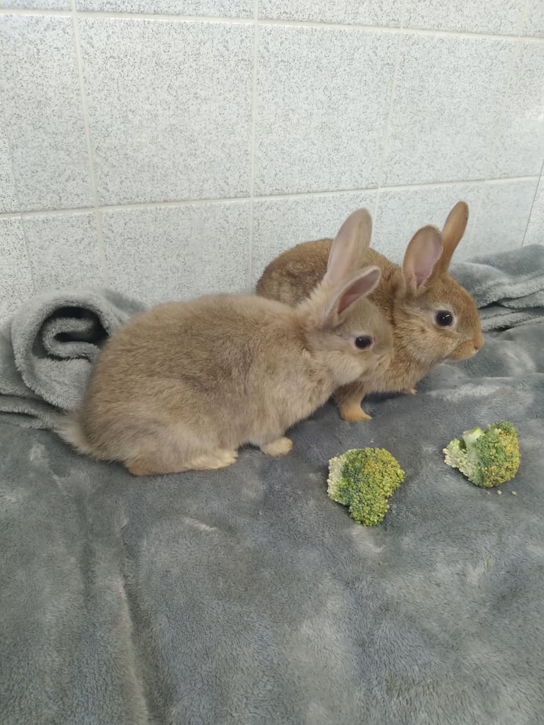 Rabbits for sale LAST 2 REMAINING £30ea - 2 for £50